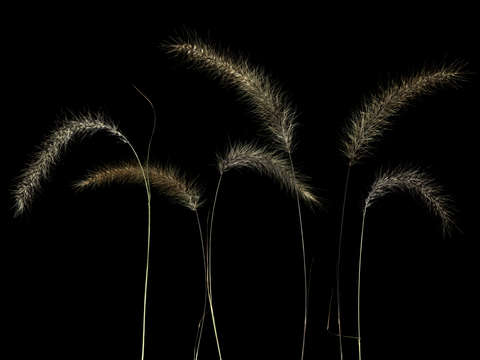 Six foxtails