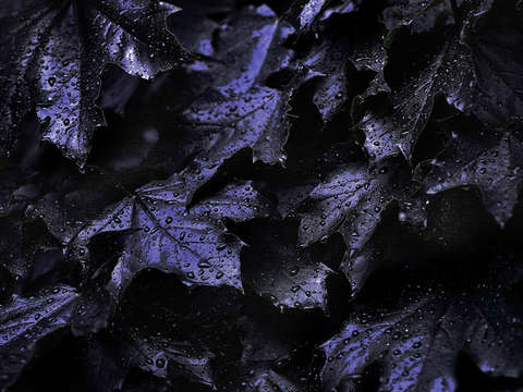 Purple & Ebony Leafs
