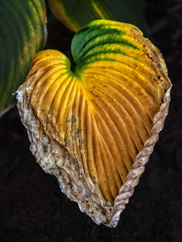 A leaf