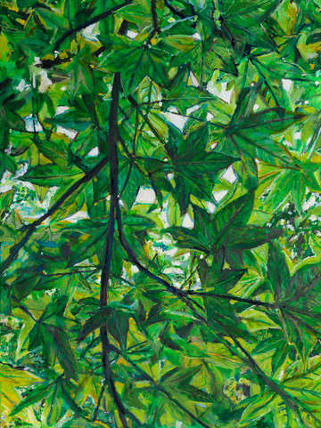 Sweet gum