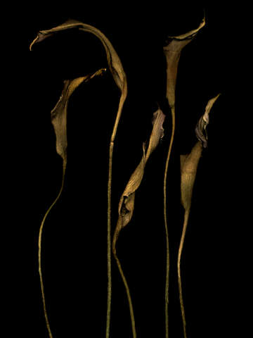 Five callas