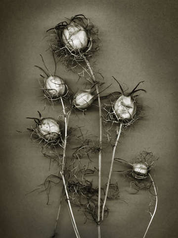 Christine's Thistles