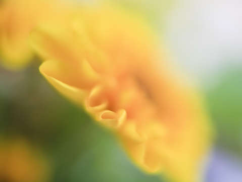 Flower abstract 1