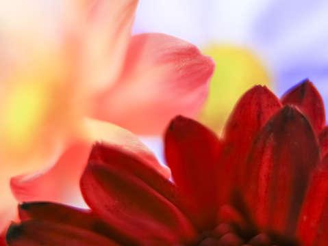 Flower abstract 2