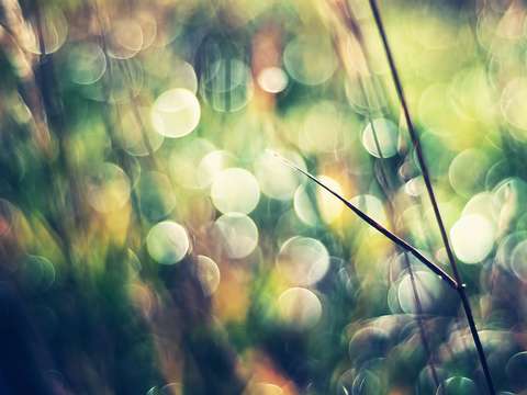 Phenomena
