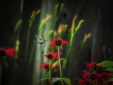 Hummer dream