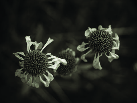 3 flowers