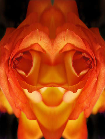 Smiling fish