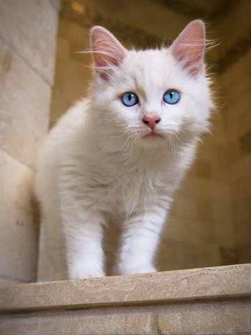 Kitten willow