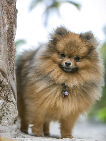 Puffy pomeranian