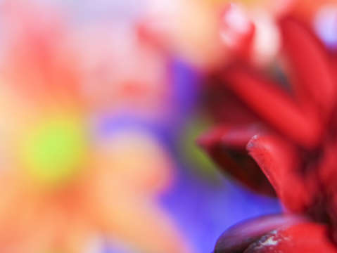 Flower Abstract #3