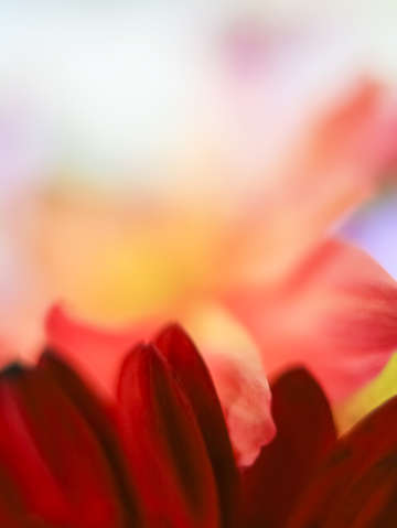 Flower Abstract #4