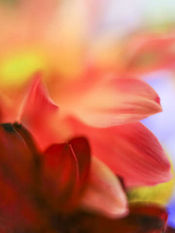Flower abstract 5