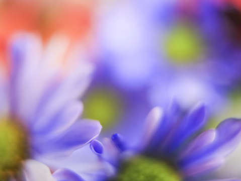 Flower abstract 6