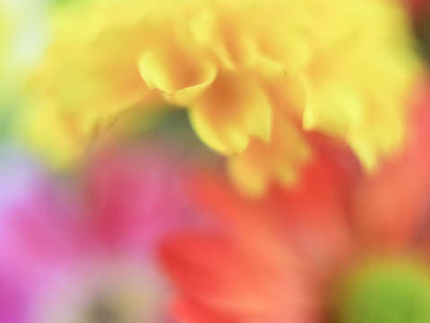 Flower abstract 7