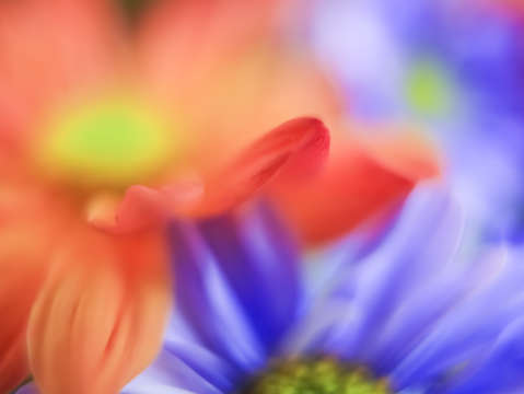 Flower abstract 8