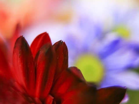 Flower abstract 9