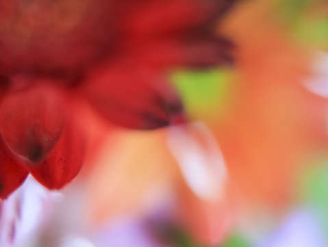 Flower abstract 10