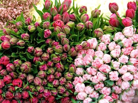 Piles of pink tulips