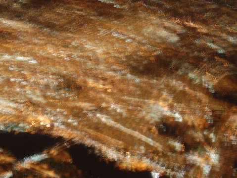 Stars on the ground 2