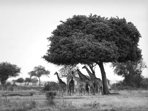 Giraffe under the omungongo