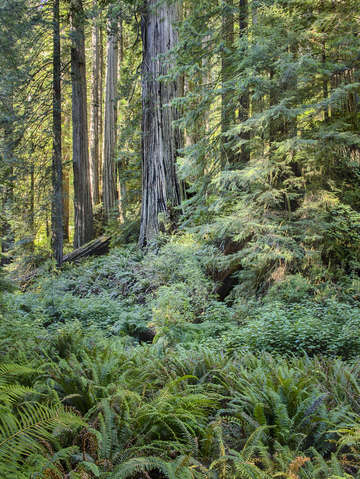 Redwood Forest