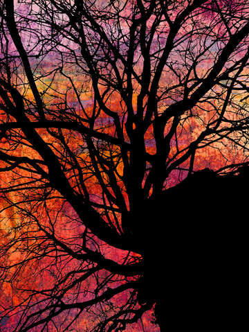 Tree of jerusalem