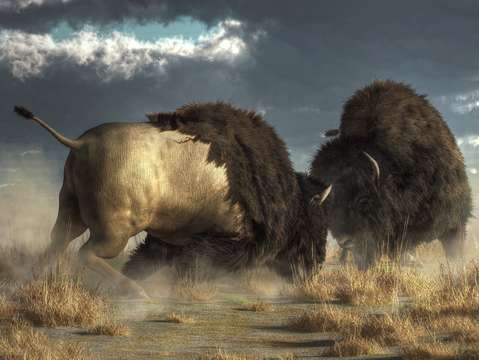 Bison Fight