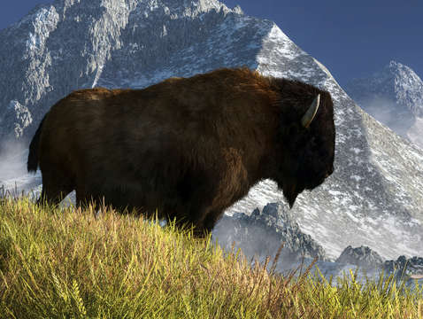 Rocky mountain buffalo