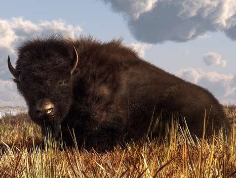 Resting buffalo