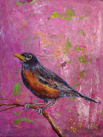 American robin 4