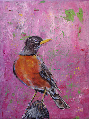 American robin 5