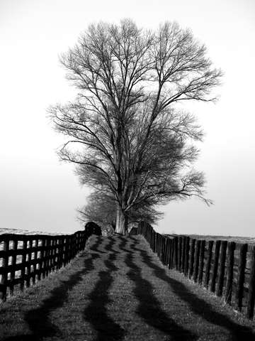 A tree on foxcroft