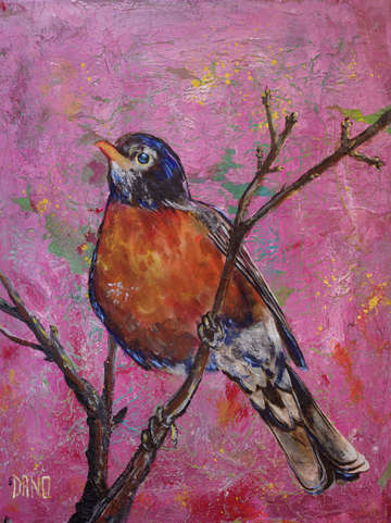 American robin 6