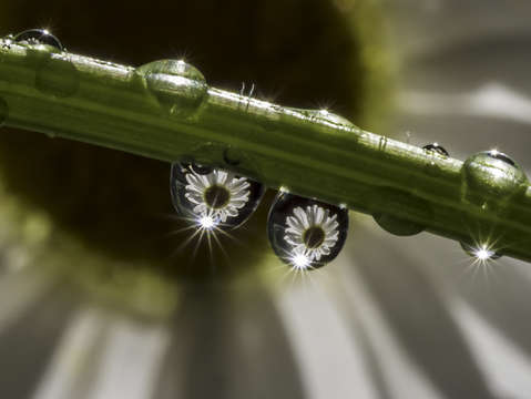 Daisy pair 7965