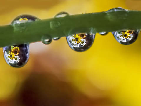Floral drop trio 8054