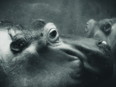 Hippos