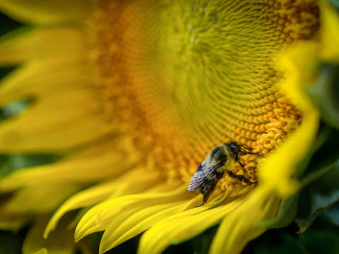 Bee and sunflower