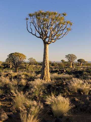 Quiver tree forest