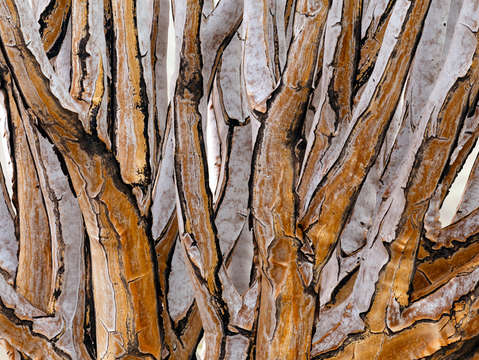 Quiver tree abstract