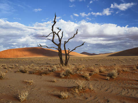 Lone Tree