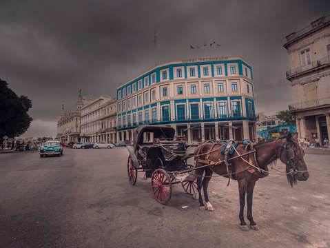 A horse in habana