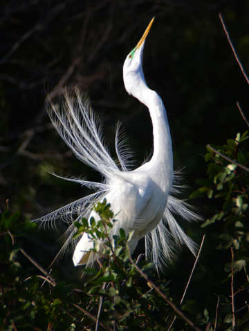White egret dance