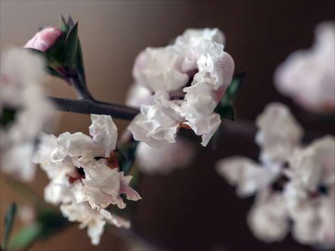 Soft 2