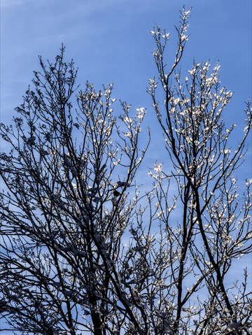 Branches and Ice