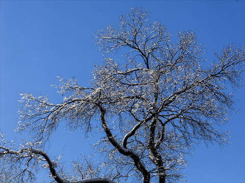 Branches and ice 2