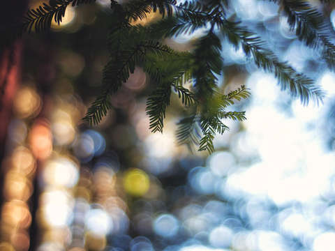 Forest glow