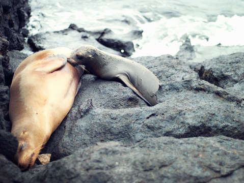 Nursing sea lion