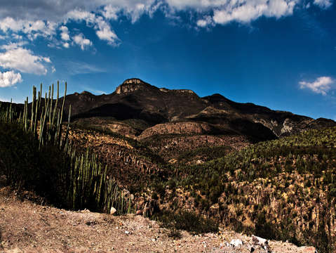 Mexican desert