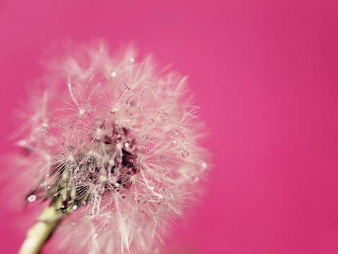 Pink twilight